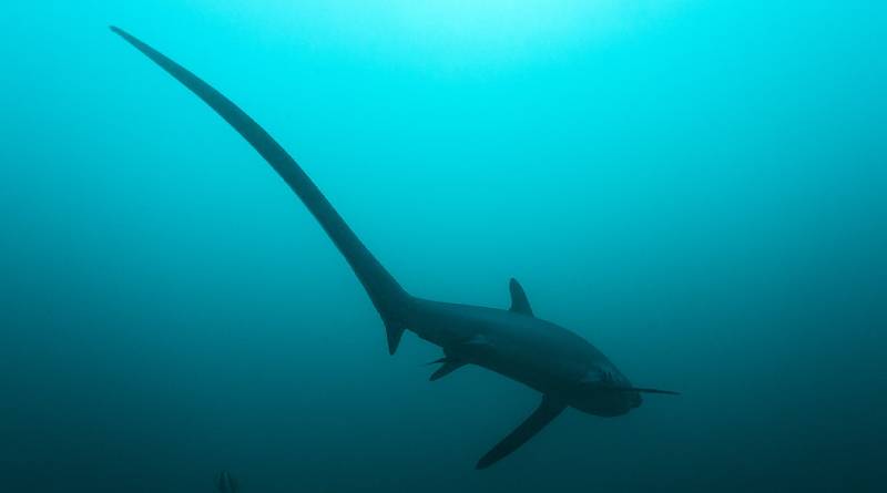 بالصور: اكتشف أين وكيف يعيش سمك القرش الدراس