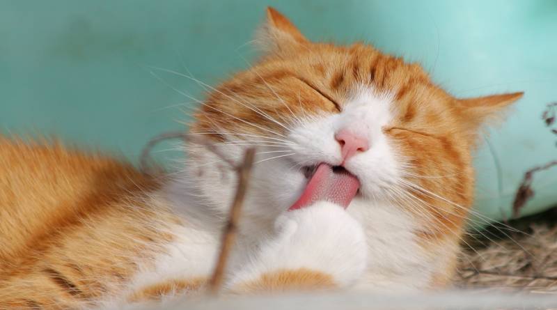 لماذا تنام القطط وعيناها مفتوحتان؟