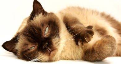 لماذا تنام القطط وعيناها مفتوحتان؟