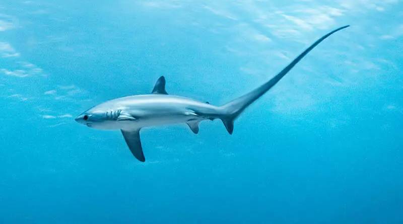 بالصور: اكتشف أين وكيف يعيش سمك القرش الدراس