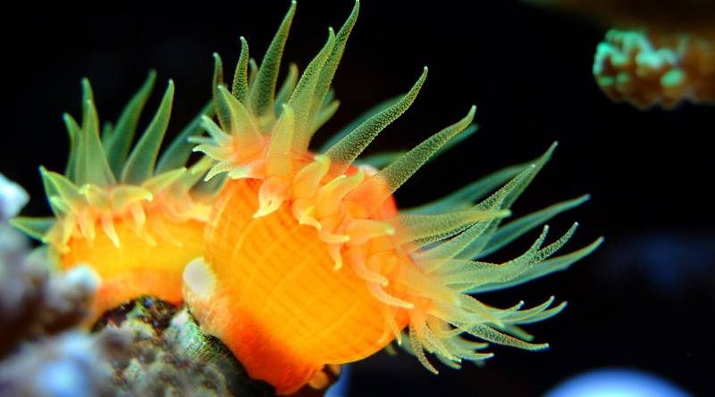 بعض المعلومات عن حيوان المرجان
