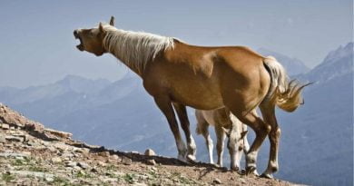 ماذا يعني صهيل الخيول