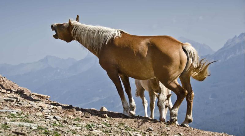 ماذا يعني صهيل الخيول