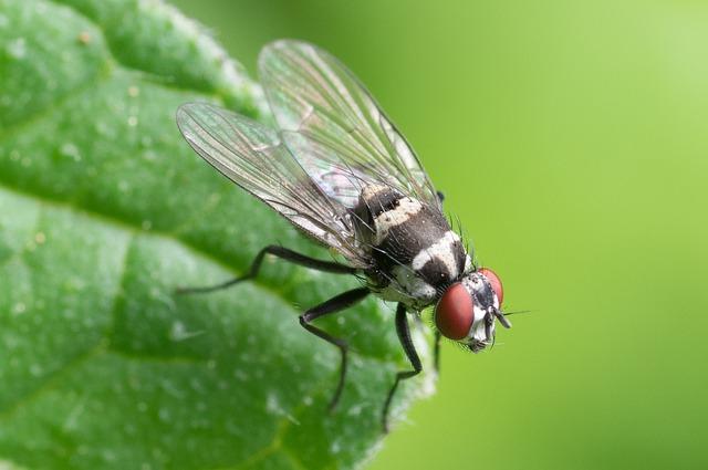 ما هي أنواع الحشرات الطائرة