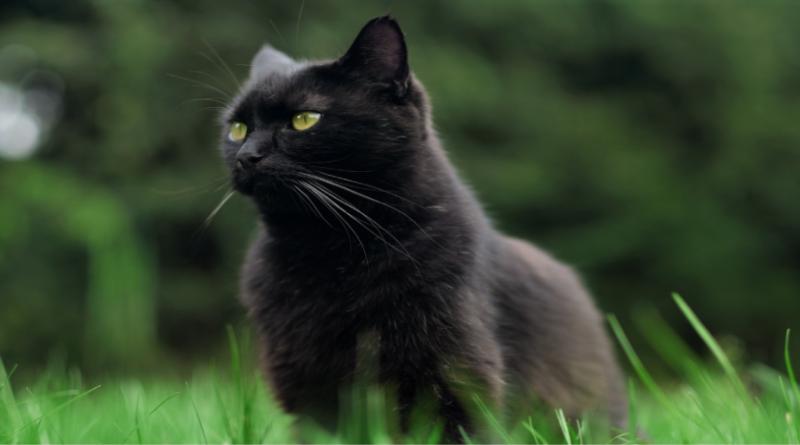 حقائق غريبة عن القطط السوداء