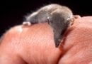 ما هو أصغر حيوان في العالم