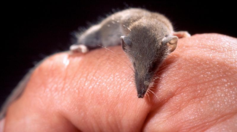 ما هو أصغر حيوان في العالم