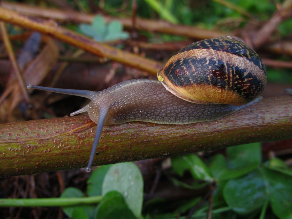 edible snail tree branch malta
