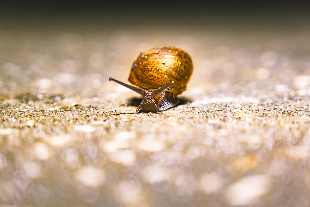 macro shot land snail with golden painted shell rough surface