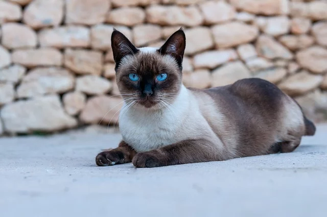 كل ما تحتاج معرفته عن القط السيامي 4 صورة رائعة لقط السيامي